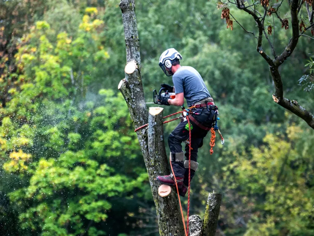 Fortress Tree Service Rockville Tree Care Tree Service Tree Trimming Tree Maintenance Arborist Tree Removal Tree Pruning Emergency Tree Removal