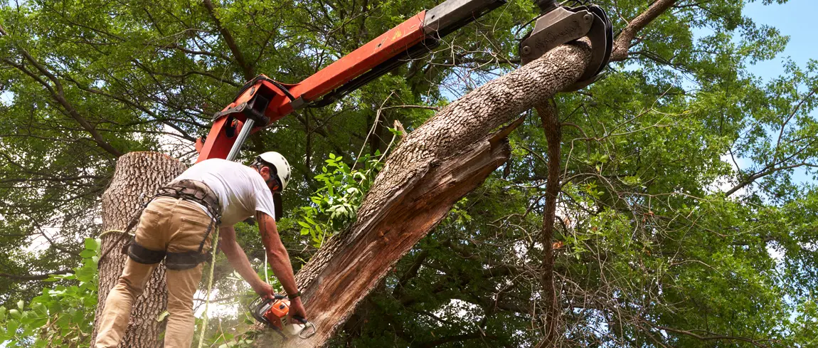 Fortress Tree Service Rockville Tree Trimming Tree Service Tree Maintenance Emergency Tree Removal Tree Care Tree Removal Tree Pruning Arborist